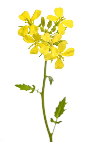 白い背景に孤立した花を持つマスタード植物 — ストック写真