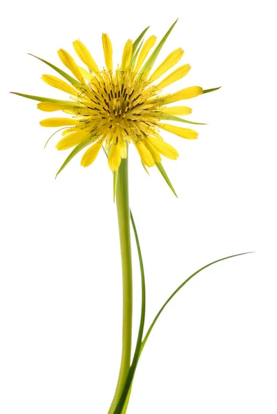 Yellow Salsify Flower Isolated White Background — 스톡 사진