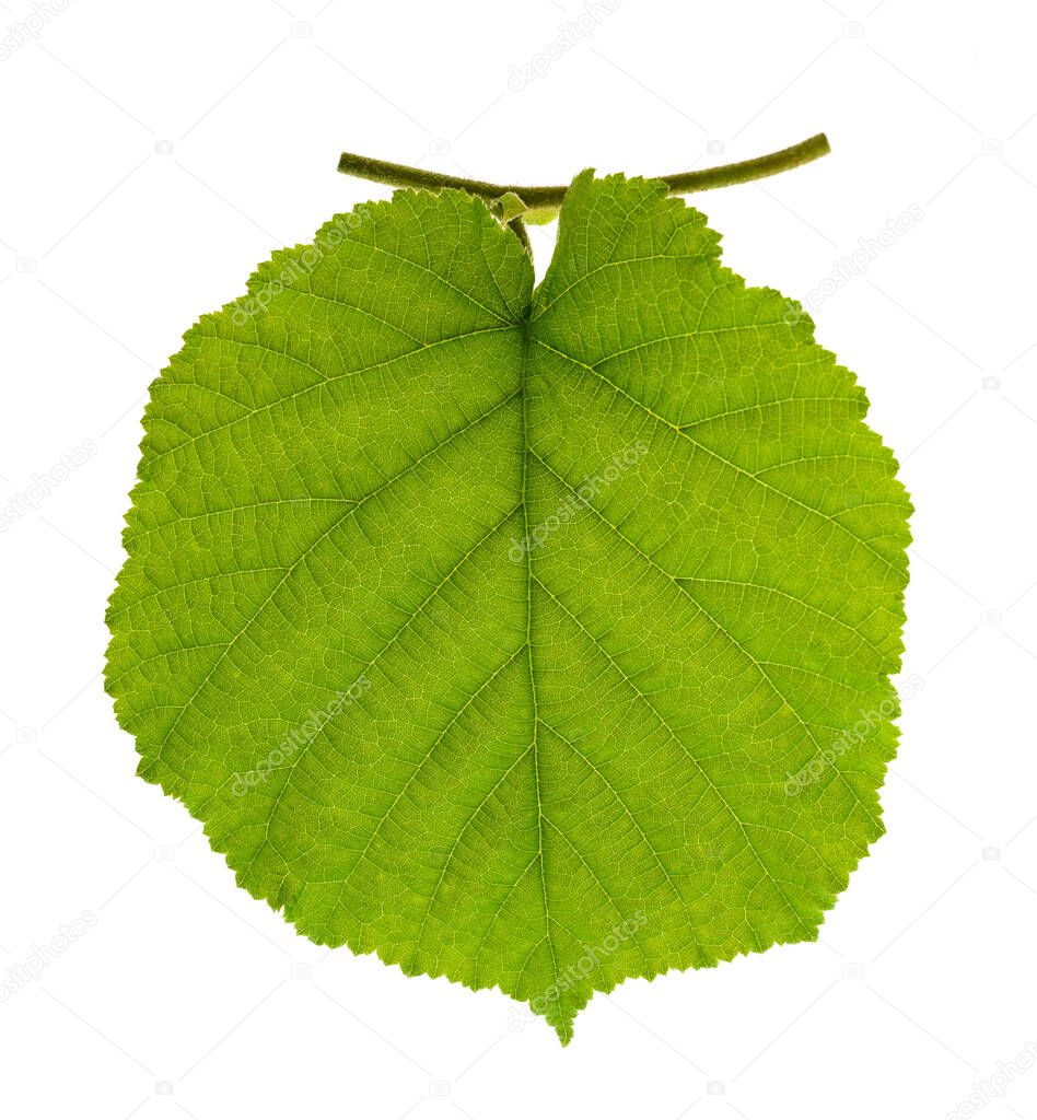 Fresh hazel leaf isolated on white background