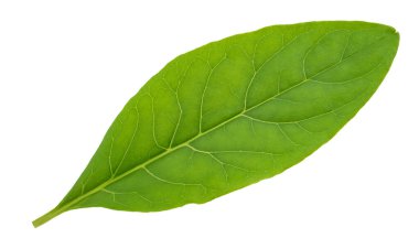  Pokeweed yaprağı beyaz arkaplanda izole edildi