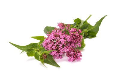 Red valerian flowers isolated on white background clipart