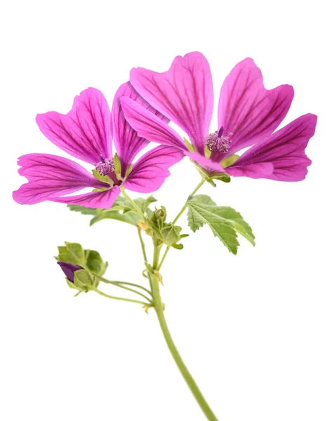 Mallow Bloemen Geïsoleerd Witte Achtergrond — Stockfoto