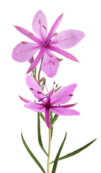 Pink Alpine Willowherb Flowers Isolated White — Stock Photo, Image