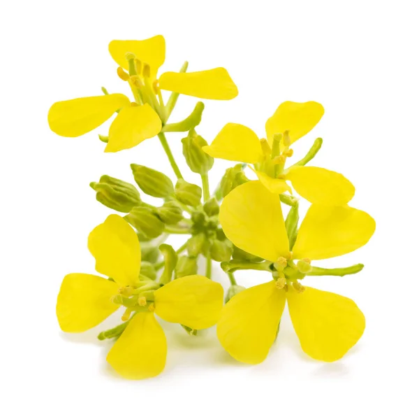 Planta Mostaza Con Flores Aisladas Sobre Fondo Blanco —  Fotos de Stock