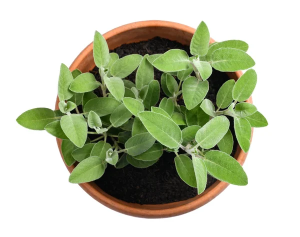 Piante Salvia Vaso Isolate Bianco — Foto Stock