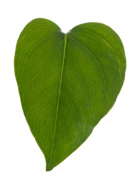 Pothos yaprağı beyaz arkaplanda izole edildi