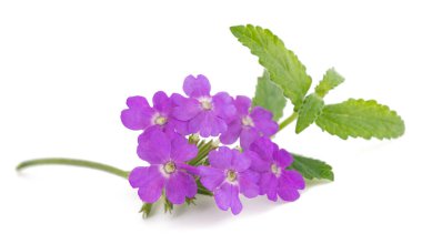 Beyaz arkaplanda izole edilmiş pembe mine çiçekleri