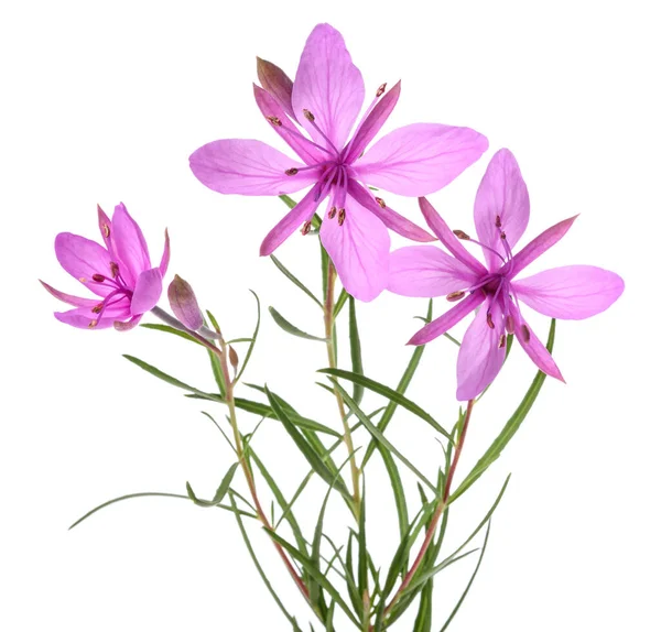 Roze Alpenwilgenkruid Bloemen Geïsoleerd Wit — Stockfoto