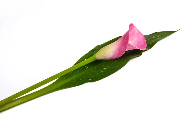 Flor Rosa Calla Aislada Sobre Fondo Blanco —  Fotos de Stock