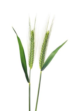 Beyaz arka plan üzerinde izole arpa kulaklar