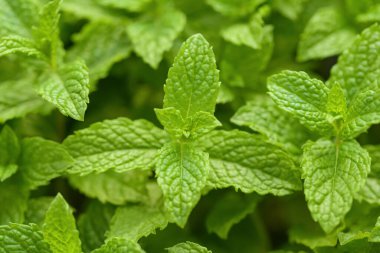 Taze nane bitkileri, doğa arka planı.