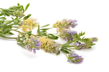 Medicago Sativa bitkisi beyaz arkaplanda izole edildi