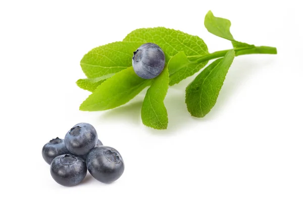 Blueberry Sprig Fruits Isolated White — Stock Photo, Image