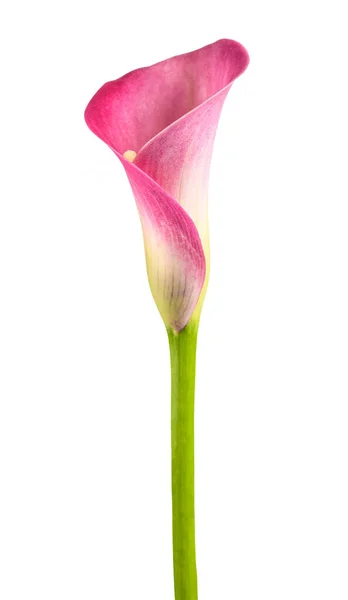 Pink Calla Flower Isolated White Background — Stock Photo, Image