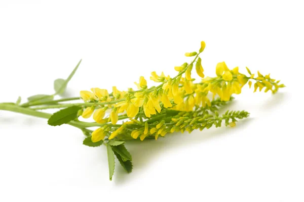 Melilotus Officinalis Trébol Dulce Amarillo Aislado Blanco — Foto de Stock