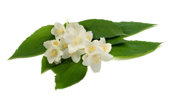 English Dogwood Flowers Isolated White — Stock Photo, Image