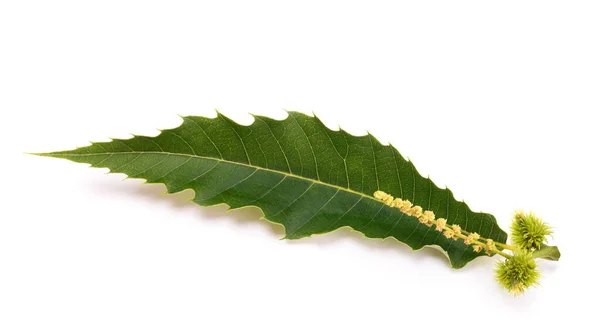 Chestnut Leaf Catkin Isolated White — 图库照片