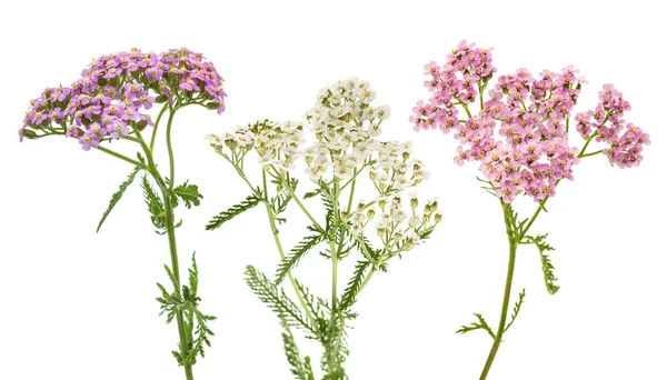 Pink White Yarrow Isolated White Background — 스톡 사진