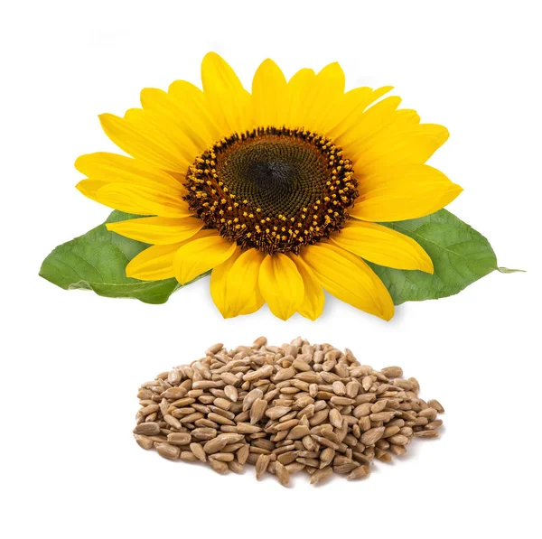 Sunflower Flower Seeds Heap Isolated White Background — Stockfoto