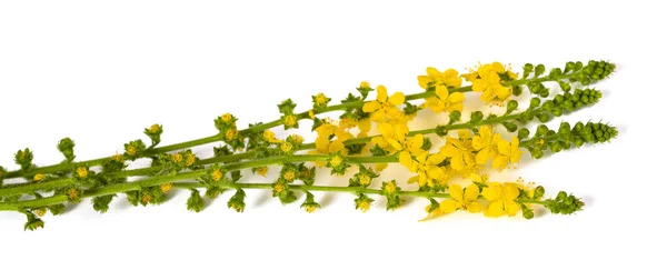Flores Agrimoniais Comuns Isoladas Fundo Branco — Fotografia de Stock