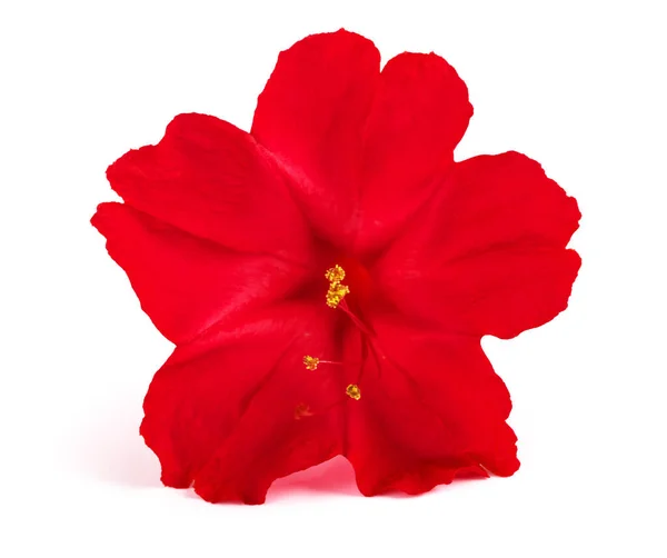 Red Four Clock Flower Isolated White Background — 스톡 사진