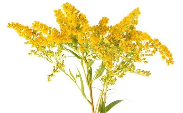 Goldenrod Flores Isoladas Fundo Branco — Fotografia de Stock