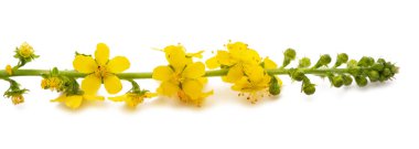 Beyaz arka planda izole edilmiş yaygın tarım çiçekleri