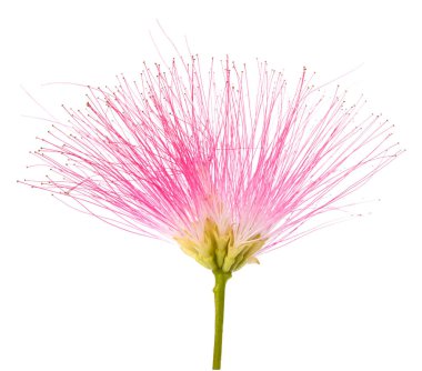 Pembe ipek ağacı çiçeği beyaza izole edilmiş.