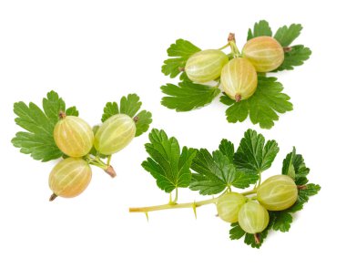 Bektaşi üzümü (Ribes uva-crispa) beyaz arkaplanda izole edilmiş