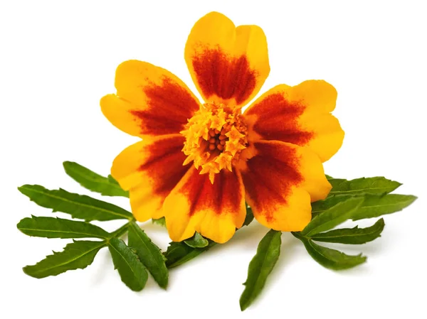 Gelbe Tagetes Blume Isoliert Auf Weißem Hintergrund — Stockfoto