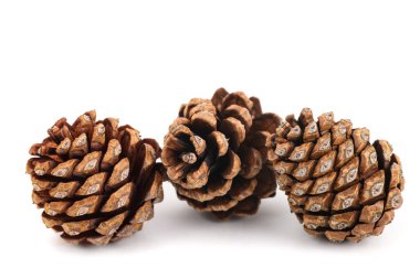 Dried pinecones isolated on white background