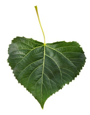 Black poplar leaf isolated on white background