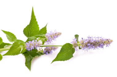 Blue giant hyssop flowers isolated on white