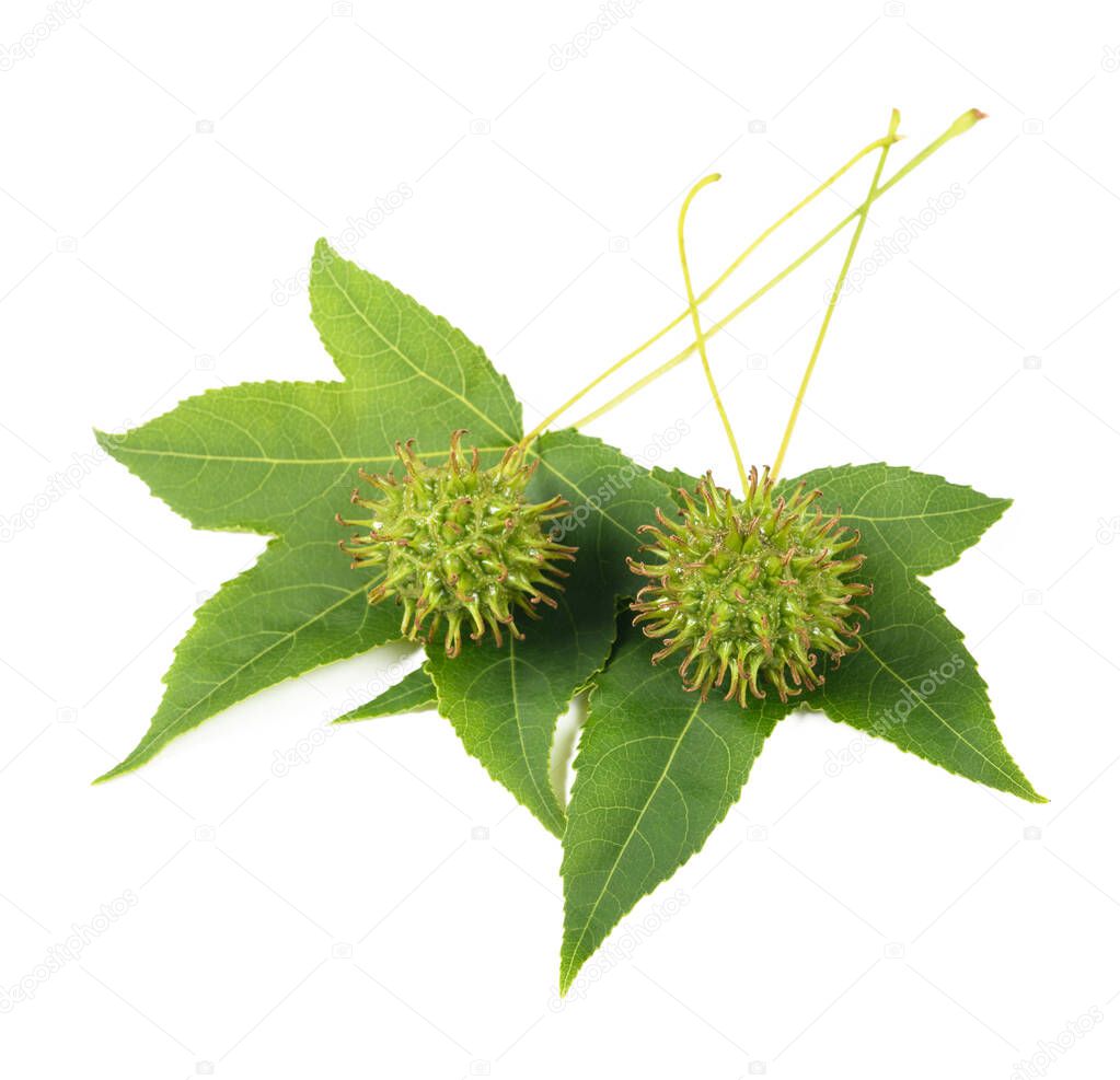 American sweetgum leaves with fruits isolated on white