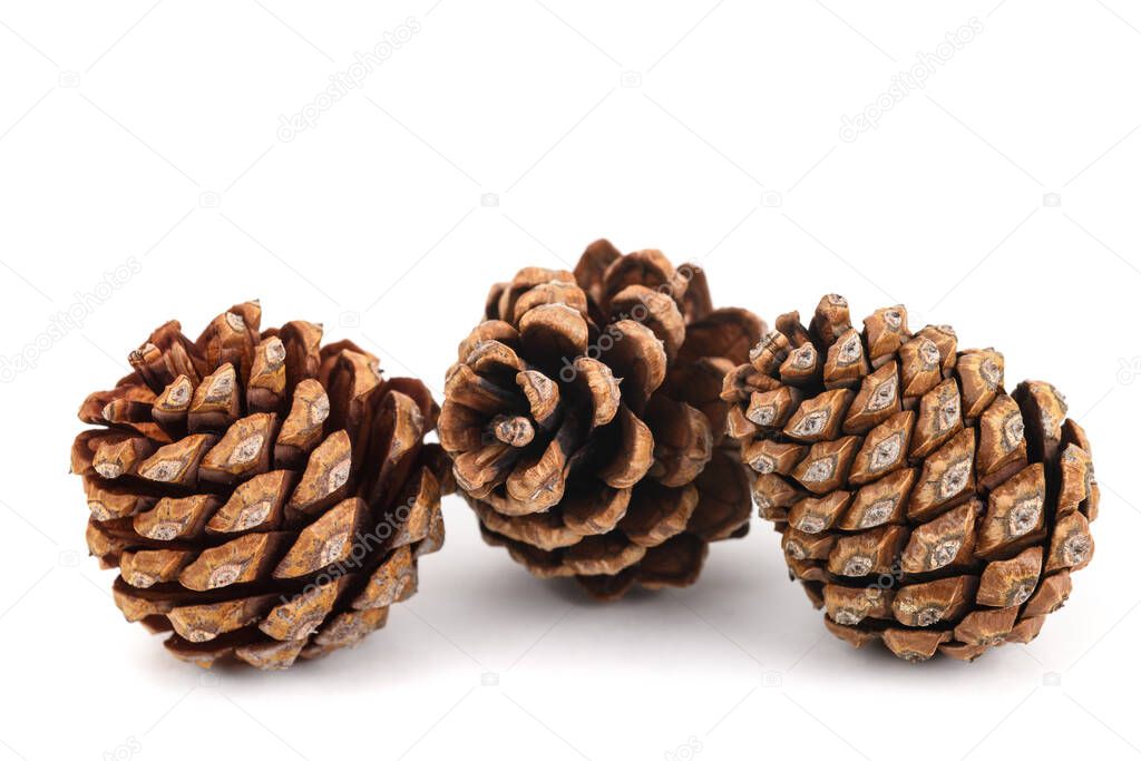 Dried pinecones isolated on white background