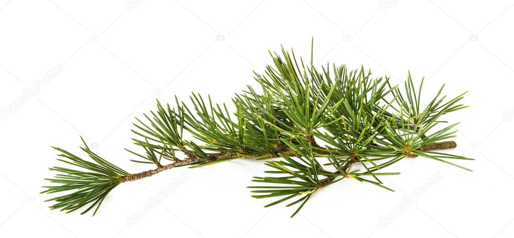 Cedrus deodara branch isolated on white background