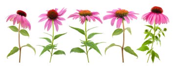 Pink coneflowers set isolated on white background clipart