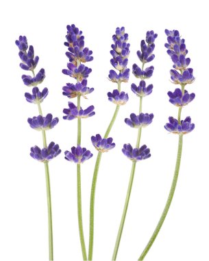 Beyaz arkaplanda lavanta çiçekleri izole