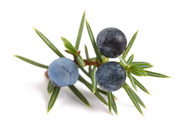 Juniper Branch Blue Berries Isolated White — Stock Photo, Image