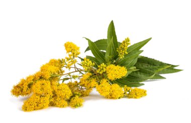 Altın Başak (Solidago kızgözü) çiçekler üzerinde beyaz izole