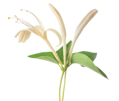 Hanımeli çiçeği beyaz arkaplanda izole edildi