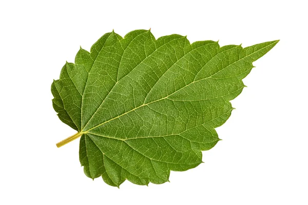 Hop Leaf Isolated White — Stock Photo, Image