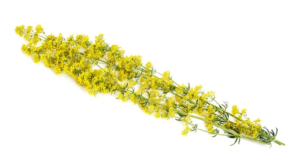 Lady Bedhalm Blommor Galium Verum Isolerad Vit — Stockfoto