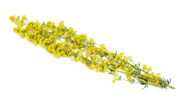 Frauenstrohblumen Galium Verum Isoliert Auf Weiß — Stockfoto