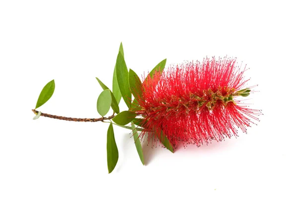 Bottlebrush Bloemen Geïsoleerd Witte Achtergrond — Stockfoto