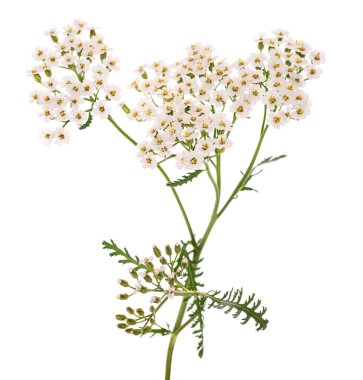 Beyaz kiremit bitkisi beyaz arkaplanda izole edildi