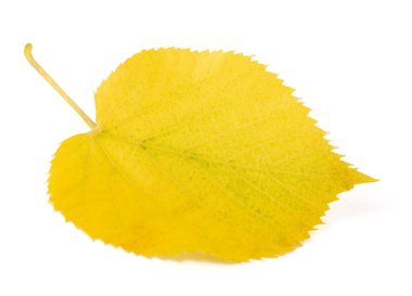 Kurumuş Linden yaprağı beyaz arkaplanda izole edilmiş