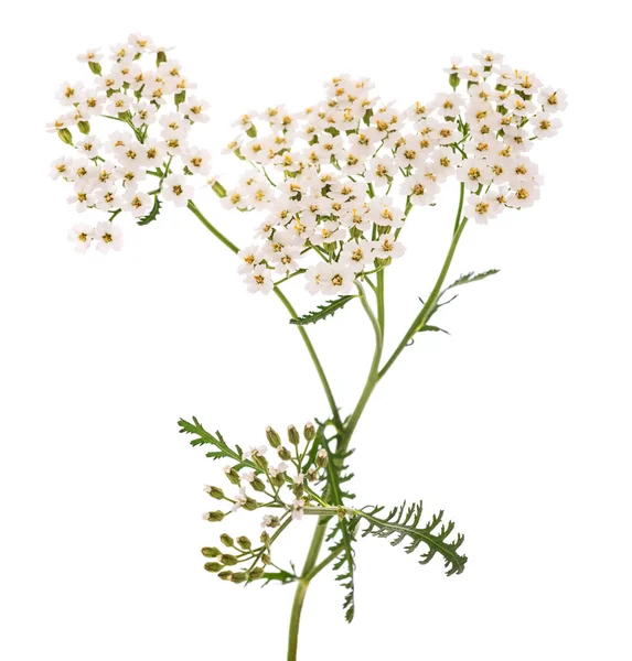 Planta Yarrow Branca Isolada Sobre Fundo Branco — Fotografia de Stock