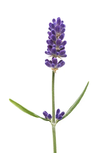 Lavender Flower Isolated White Background — Stock Photo, Image