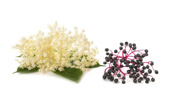 Elderberry Branch Berries Flowers Isolated White Background — Stock Photo, Image